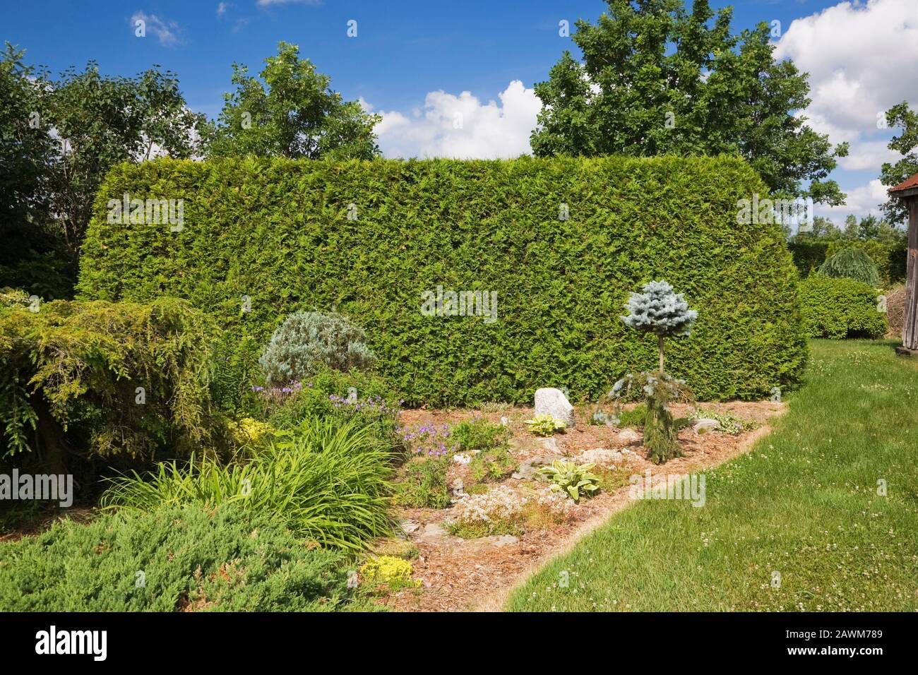 Garden border with assorted plants, shrubs, trees against a trimmed Thuja occidentalis - Cedar tree hedge in backyard country garden in summer Stock Photo