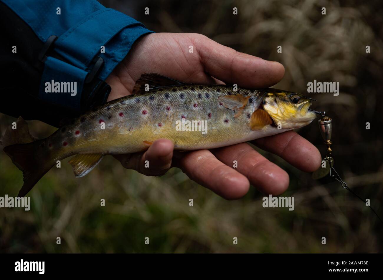 Fisherman angler fishing keep hand trout catch Stock Photo Alamy