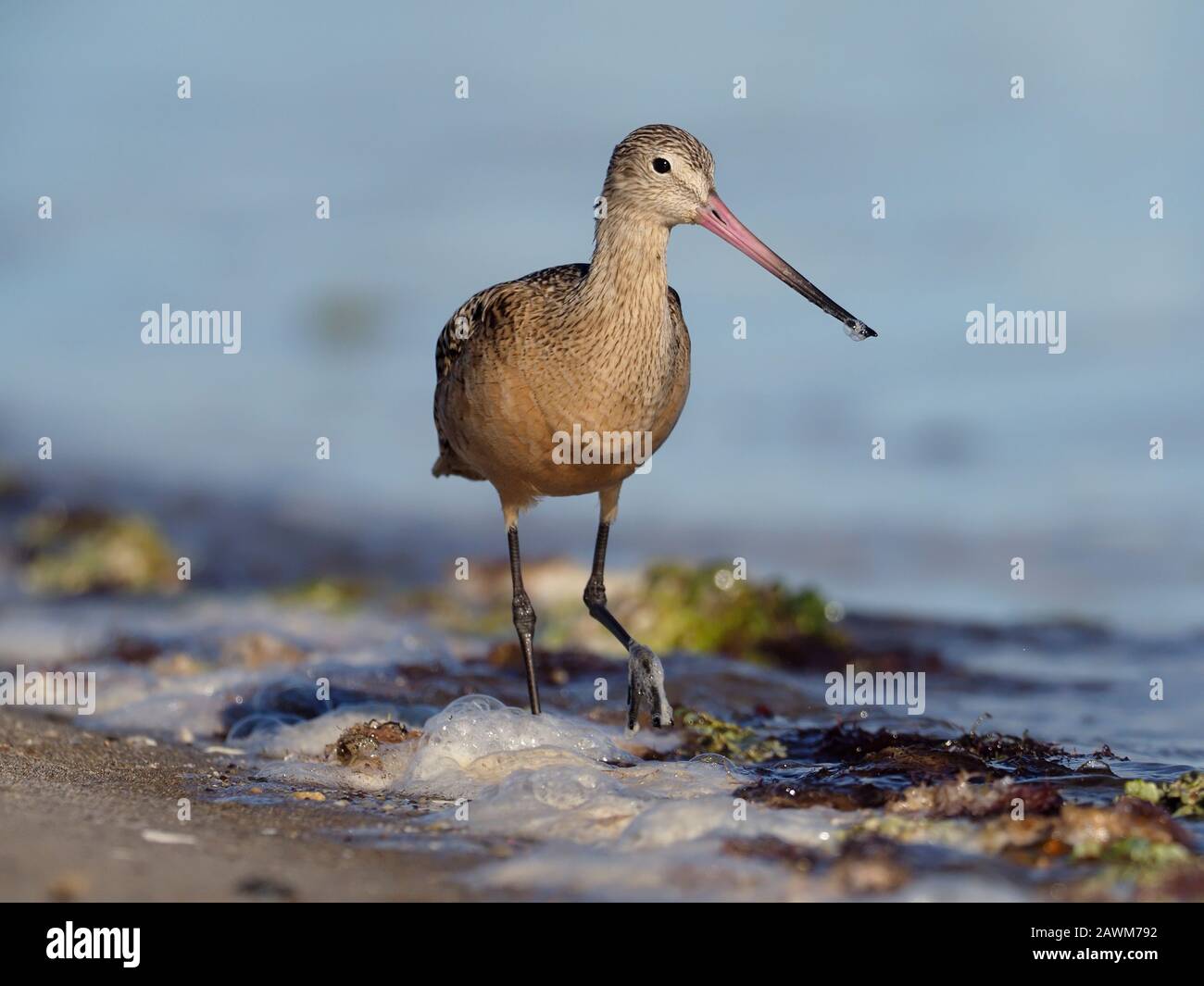Marbled godwit, Limosa fedoa, Single bird in water, Baja California ...