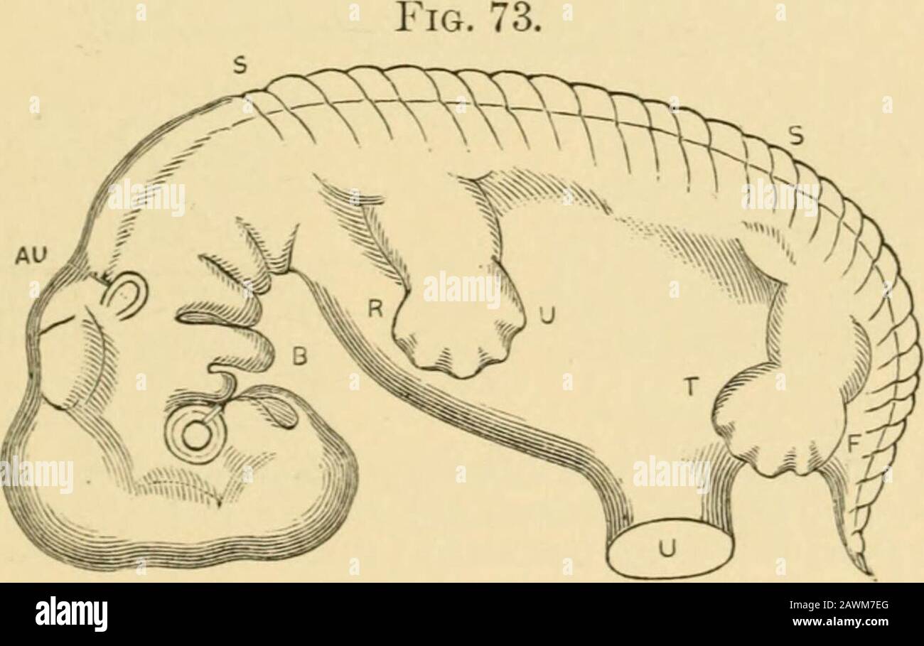 A system of obstetrics . Fig. 71.—(From Allen Thomson.) Lateral View of Human Embryo between three and four weeks: AM, amnion surrounding the embryo; UV, umbilical vesicle; AL, stalk of allantois; AE, rudiment of arm; PE, rudiment of leg.Fig. 72.—(From Allen Thomson, after His.) Outlines of the Anterior Extremity of Human Embryos at different ages: A, at four weeks ; B, at rive weeks; C, at seven weeks; D, at nine or ten weeks. gram (Fig. 69) represented a cross-section in the region of the originof the limbs, they would be indicated as outgrowths of the somato-pleure a short way below the lin Stock Photo