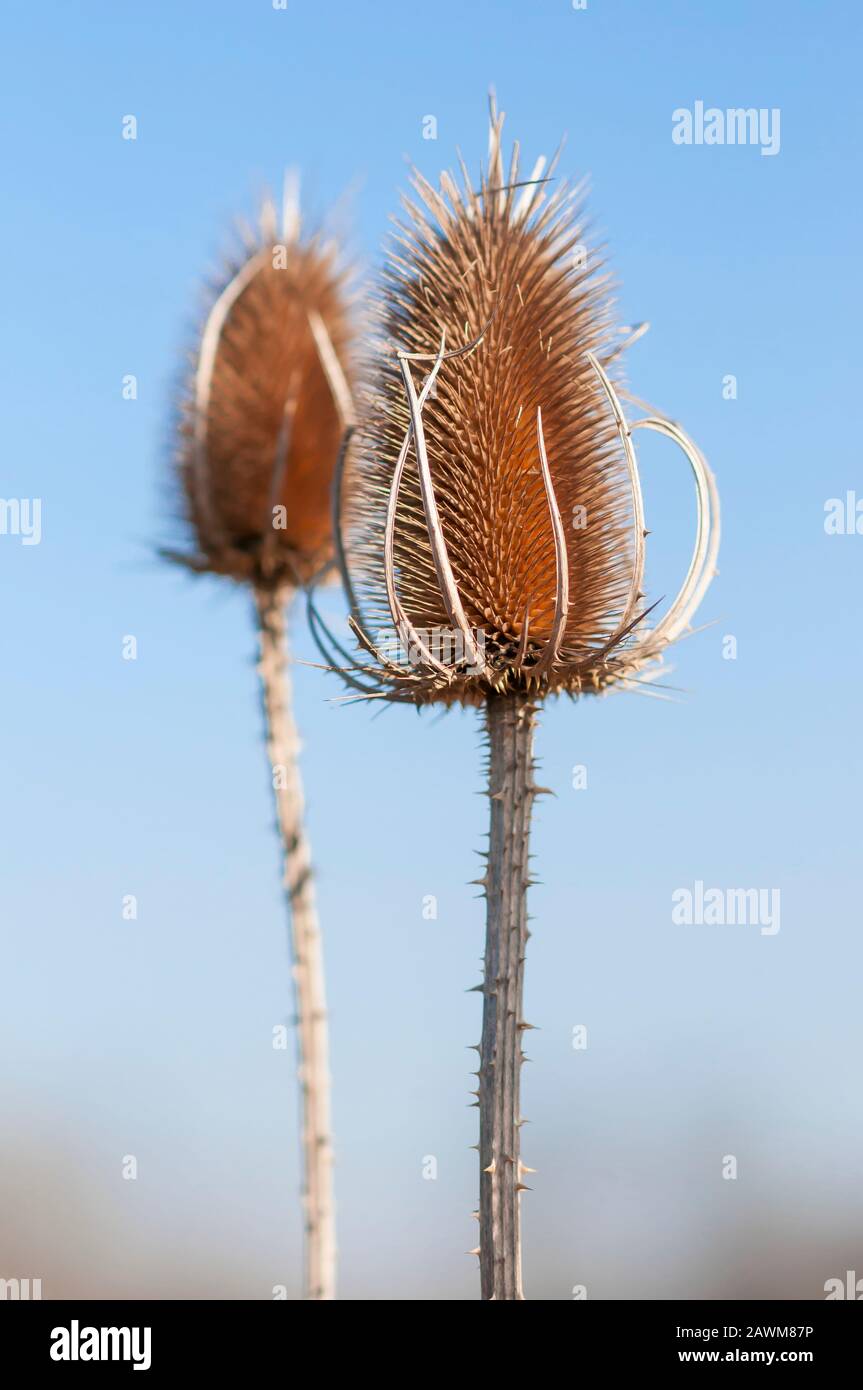 Wild teasel or fuller's teasel, Dipsacus fullonum (Dipsacus sativus) Stock Photo
