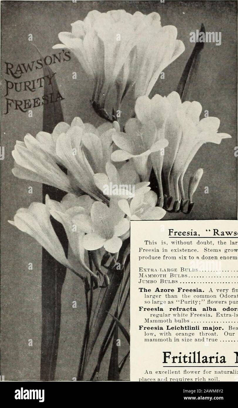 Rawson's bulb hand book / W.WRawson & Co. . HKiNilliiiXA We furnish 6 bulbs at the dozen rate; 25 at the 100 rate ; 250 at the 1,000 rate 28 RAWSONS BULBS FOR FALL 1909. Rawson^sFreesias  I T f;iil iiiiiuiii if plantedaccording to directions asgiven in Rawsons Bulbliuide. We have been firstto introduce the newercolors and improvementsand offer again this yearsome splendid novelties. NOVELTIESFOR 1909 Freesia, RawsonsPink Beauty. ^S..fthiv.iHi.-r).ii]k. K:i.-li, iiOiM-. : doz., $3; loO. $L0. Freesia Chapmanni. Orange-vellow. Eacb,$l;doz., $10. Freesia Tabergeni. l)Hi-p rose. Km-h. lid ct^.:doz Stock Photo