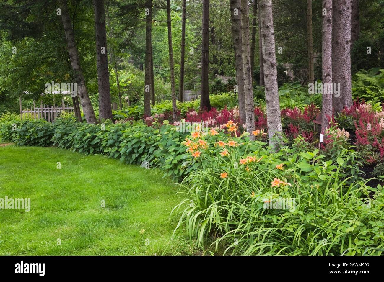 Border planted with orange Hemerocallis, burgundy red Astilbe X arendsii 'Burgunderrot' and Hydrangea arborescens ‘Annabelle’ shrubs in front yard Stock Photo