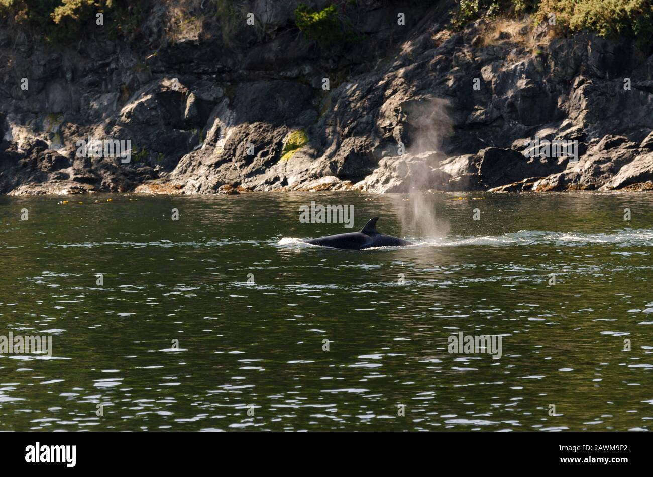 killer whales on the coasts of Vancouver island in Canada Stock Photo
