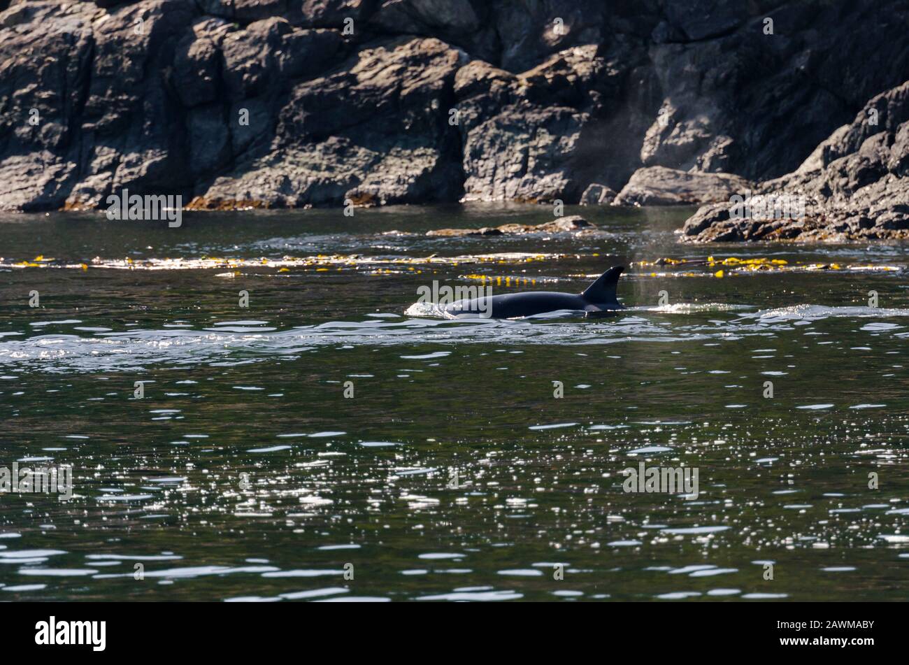 killer whales on the coasts of Vancouver island in Canada Stock Photo