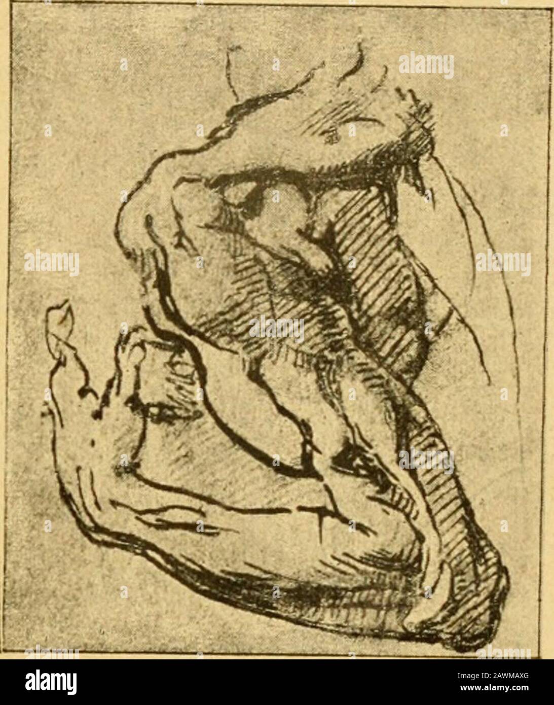 Histoire de l'anatomie plastique : les maitres, les livres et les écorchés . eintres, etc., t. V, p. 114. XVI« SIECLE. di tomie, dabord à Florence, puis à Rome. Il fut Tamidu célèbre anatomiste Colombo, qui professait à Romede i549 à iSSg. Nous reproduisons (fig. 9, 10 et 11) quelques-unsde ses dessins anato-miques; parmi cesétudes dune si admi-rable puissance,nous attirons parti-culièrement latten-tion sur certaines(fig. 11) qui sont duplus grand intérêt,car elles nous mon-trent les préoccupa-tions de lartiste àpropos de chaquesaillie musculaire,quil note dun signespécial, afin détablirune Stock Photo