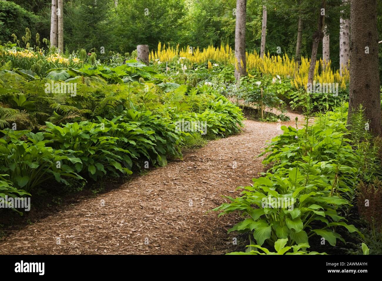 Cedar mulch path through borders with 'Honey Bell' and yellow Ligularia 'The Rocket' flowers in front yard country garden in summer. Stock Photo