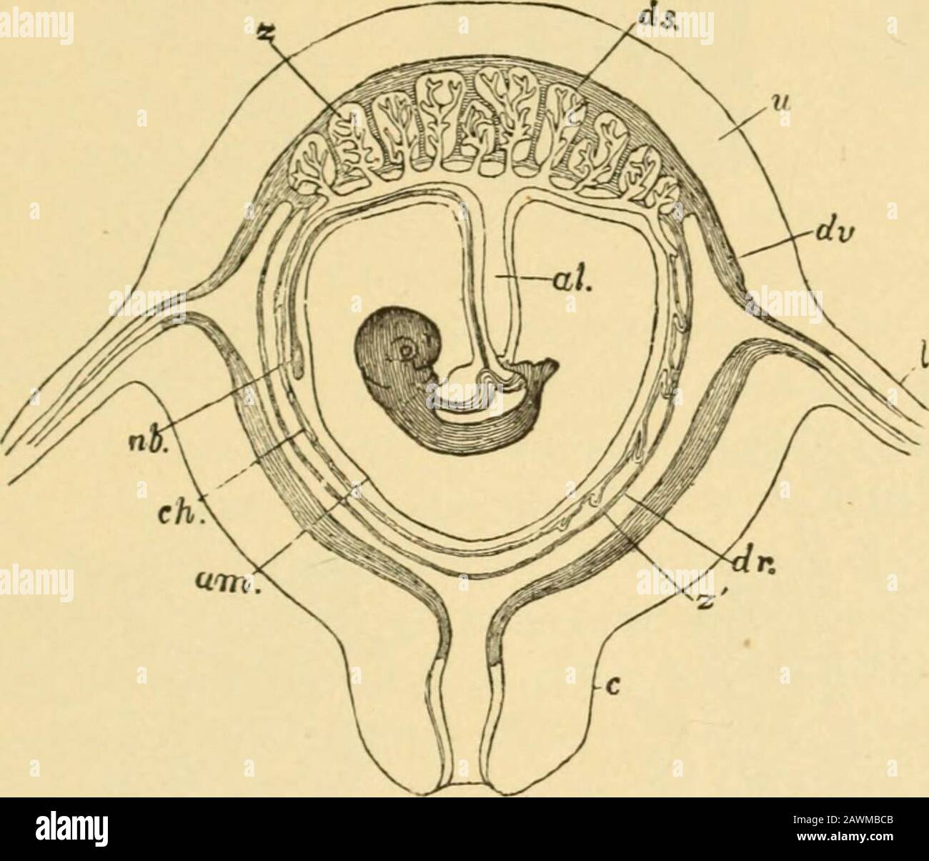 A system of obstetrics . true chorionic villi. * Comparative Embryology, vol. ii. p. J&lt;»». (From Kdlliker.) Diagrammatic Section of theHuman Embryo after the allantoic hasspread all over the Inside of the Bubzonalmembrane, tunning the true chorion, fromwhich large branched villi are seen tu radi-ate : ;?, cavity of false amnion or primitiveamniotic cavity ; am, true amnion ; as, amni-otic or somatopleuiie .-talk of umbilical cord;ah, cavity of true amnion ; ds, umbilical vesi-cle; dg, umbilical duct,; ai, stalk of allan-tois; cAjs, chorionic villi; sA, subzonal mem-brane; ?/;. allantole lin Stock Photo