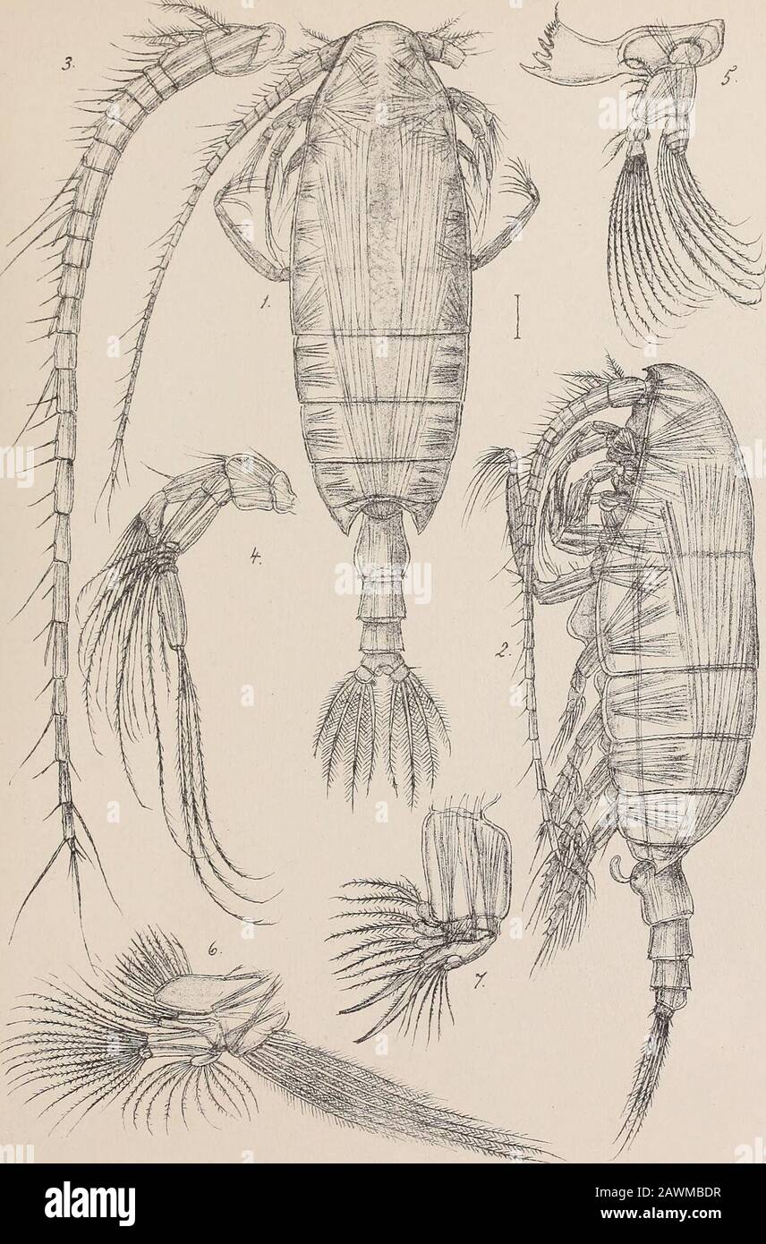 The Norwegian North polar expedition, 1893-1896; scientific results . G.O.Sars amtogr. trykLiden prrv.Opma^ling Ghra. PLATE XV. PLATE XV. Undeuchceta spedabilis, G. 0. Sars. Fig. 1. Adult female, dorsal view (right anterior antenna notfully drawn). — 2. Same, viewed from left side. — 3. Anterior antenna. — 4. Posterior antenna. — 5. Mandible with palp. — 6. Maxilla. — 7. Anterior maxilliped. The Norwegian Polar Expedition 189396 N-5 Pi. XT. G.O.Sai-s aiitogr. Lrykt i den priv. 0pm aa.1 i ;ig Ch ra PLATE XVI PLATE XVI. Undeuchceta spedabilis, G. 0. Sars,(continued). Fig. 1. Adult male, dorsal v Stock Photo