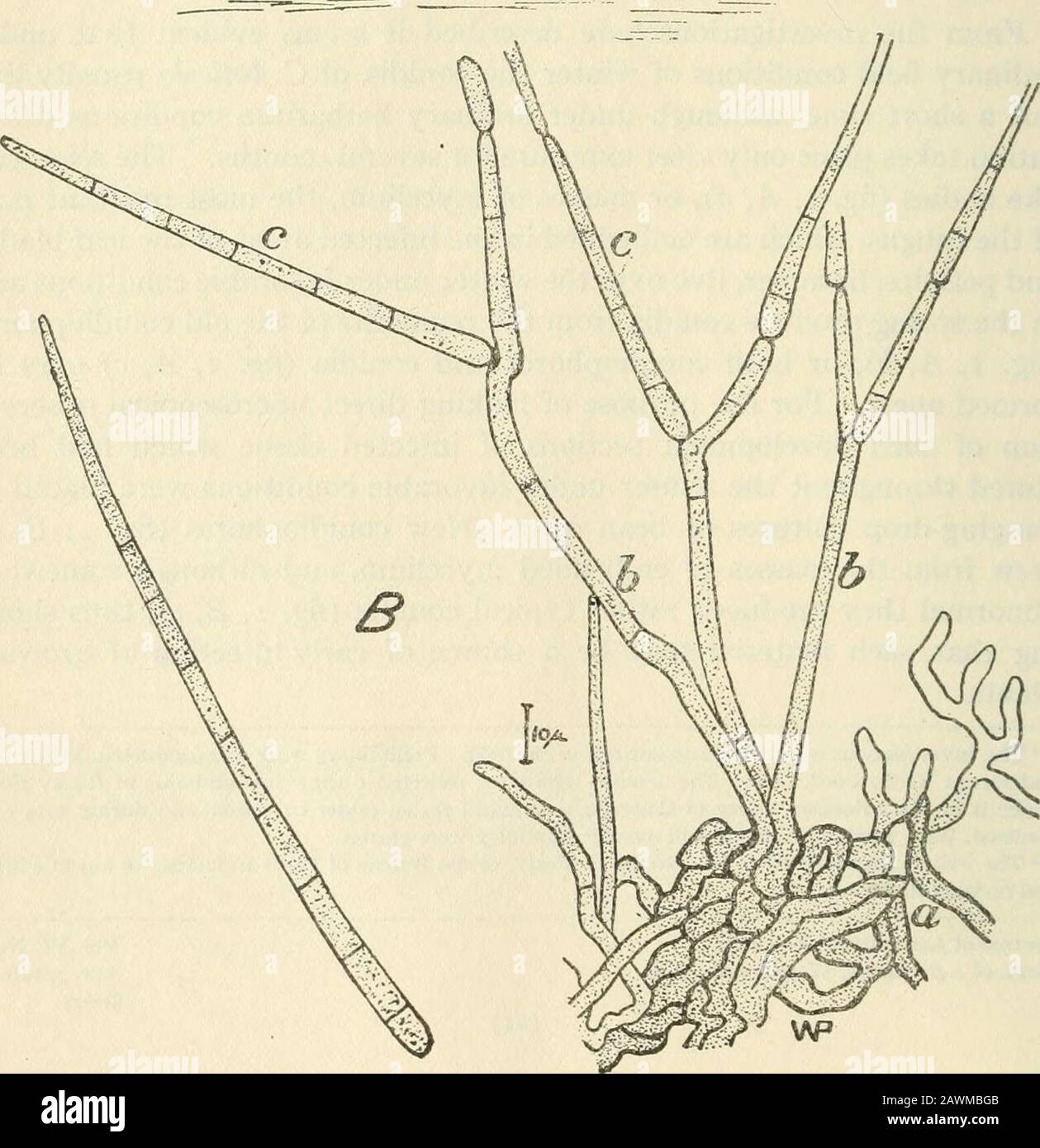 Journal of agricultural research .  ^ i/O/A.. Fig. I.—Cercospora beticola: A, Section of overwintered sugar-beet leaf showing embedded sclerotia-likebody, a, with a mass of old conidiophores, b, from which a new conidium, c, was produced. B. Produc-tion of rather typical conidiophores, b, and conidia, c, from a sclerotia-like mass, a, taken from over-wintered hst material and placed in hanging-drop cultures. Apr. 3, 1916 Climatic Conditions and Cercospora beticola 23 CONIDIA Thiimen (1886, p. 50-54) ^ believed that the spores of Cercospora beti-cola are able to live for a certain length of ti Stock Photo