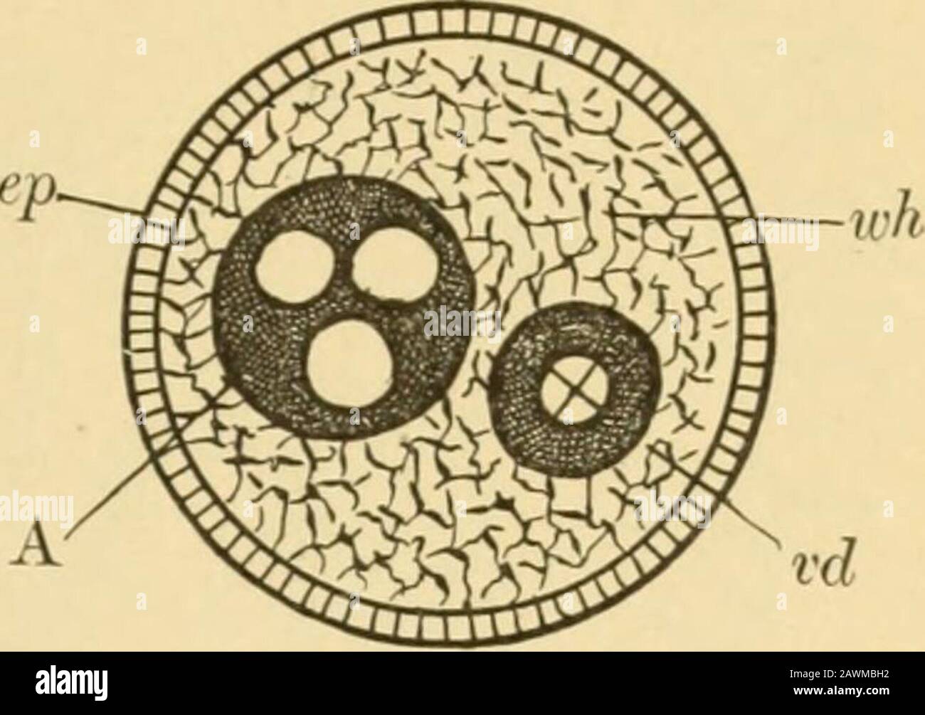 A system of obstetrics . Fig. 58.—Diagram of Crosssection of Umbilical