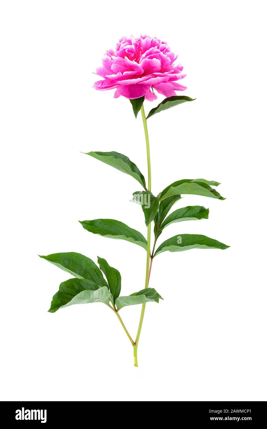 Peony flower with green leaves isolated on a white background Stock ...