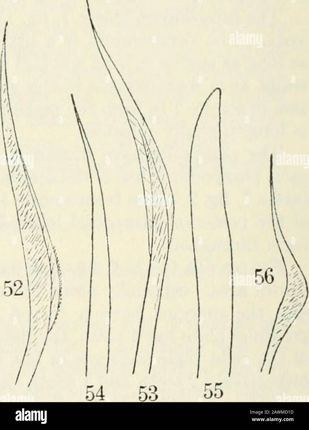 Papers . lewider than the prostomium, but about two-thirds as long. Its anterior margin is notice-ably recurved. The parapodia are well developed from thebeginning. They have the form usual in thisgenus, with a rounded setal lobe and a finger-shaped posterior one. There is a single, ratherprominent, yellow-colored acicula, roundedat the apex. The setse (text-fig. 52) arebroadened and bent toward the apex, thisbent region striated. Along the convexmargin is a narrow wing. A denticulationalong the margin of the wing is very markedin some and barely discernible in others,very small. There are two Stock Photo