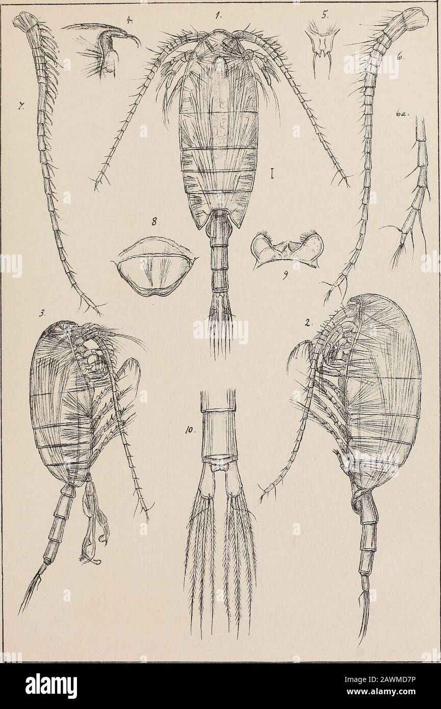 The Norwegian North polar expedition, 1893-1896; scientific results . G.O.SsLTS auj-.ciijr. tiyktiden pnv-Opmaaling Chra- PLATE XII. PLATE XII. Undinella dblonga, G. 0. Sars. Fig. 1. Adult female, dorsal view. — 2. Same, viewed from left side. — 3. Adult male, exhibited from right side. — 4. Frontal part of body, lateral view. — 5. Rostral prominence, front view. — 6. Anterior antenna of female. — 6a. Distal part of same, more highly magnified. — 7. Anterior antenna of male. — 8. Anterior lip. — 9. Posterior lip. — 10. Extremity of tail, dorsal view. The Norwegian Polar Expedition 1893-96 N?-5 Stock Photo