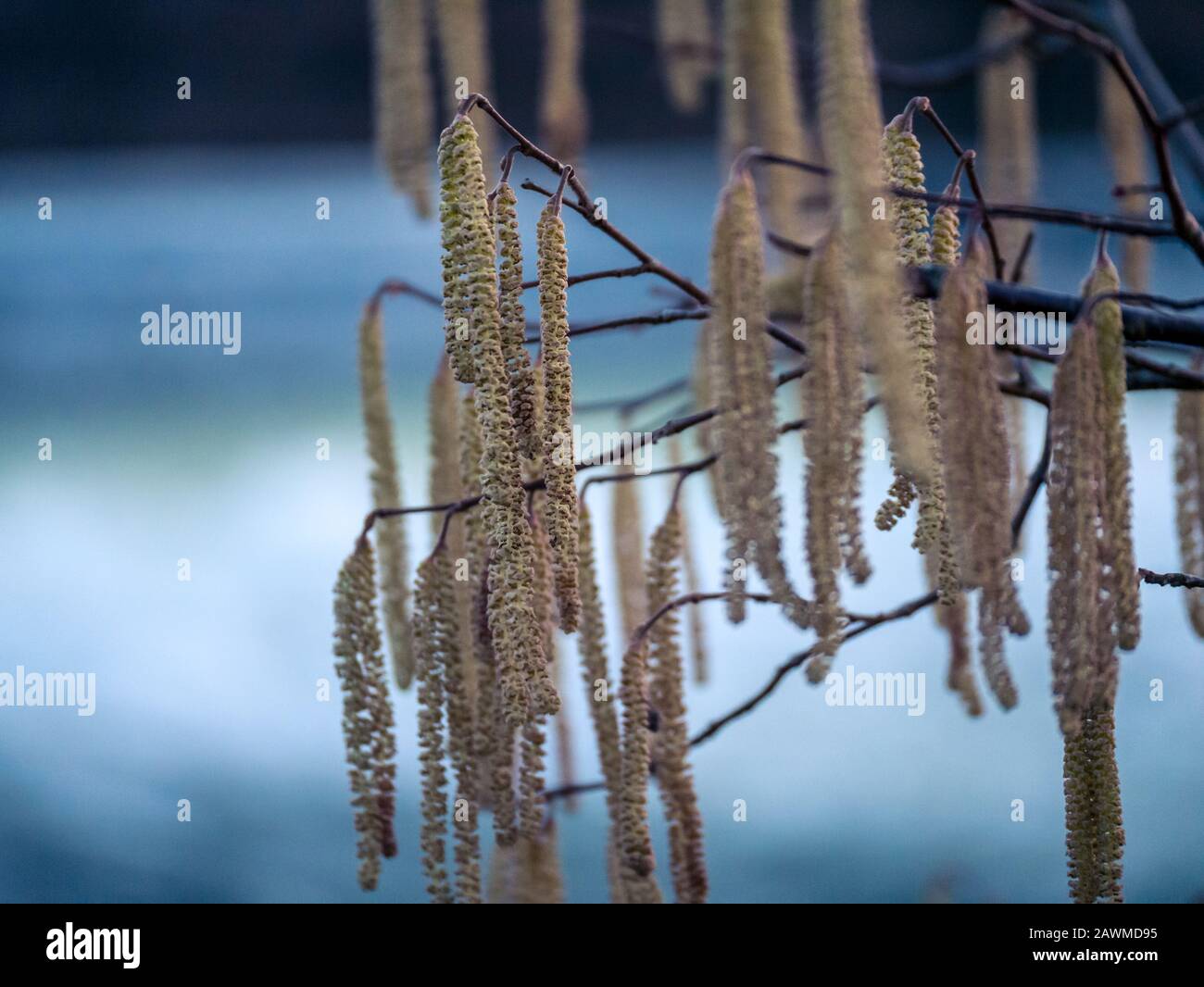 Hazelnut allergy hires stock photography and images Alamy