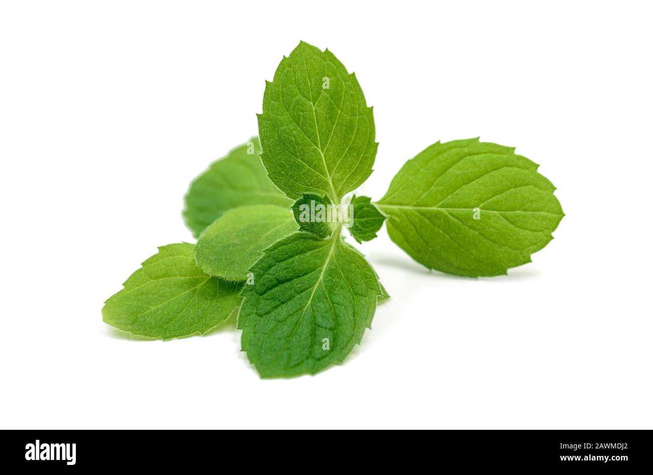 Mint leaf isolated over white background Stock Photo