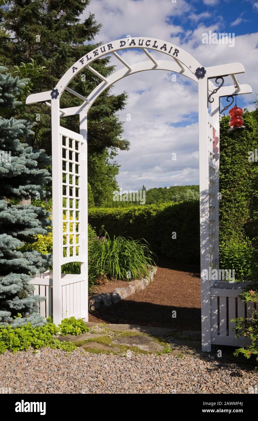White wooden arbour borderd by Picea -'Colorado Blue' - Spruce and Thuja occidentalis - Cedar tree hedge in backyard garden in early summer. Stock Photo