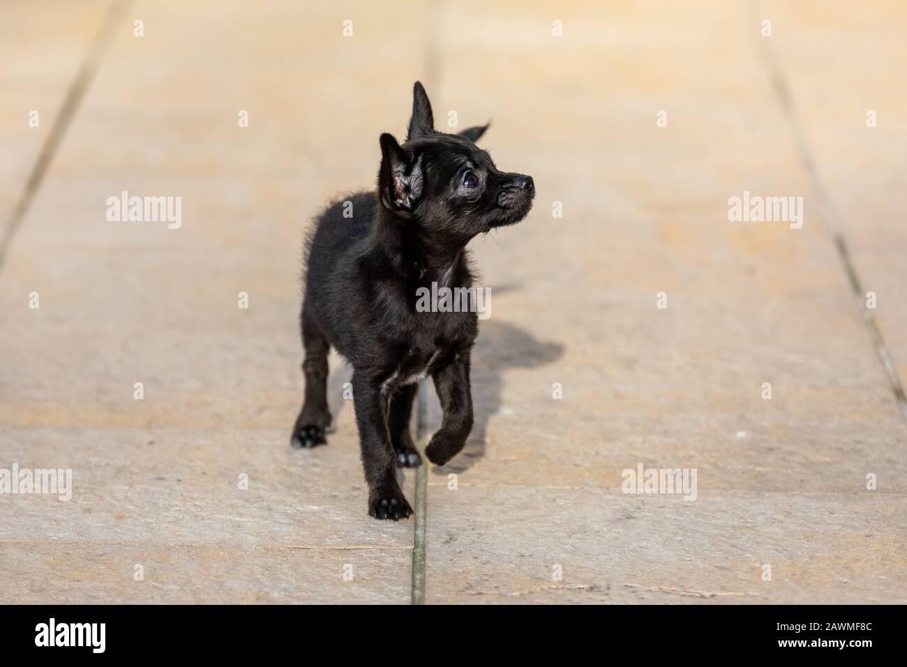 Pin on Chi's & Doxies