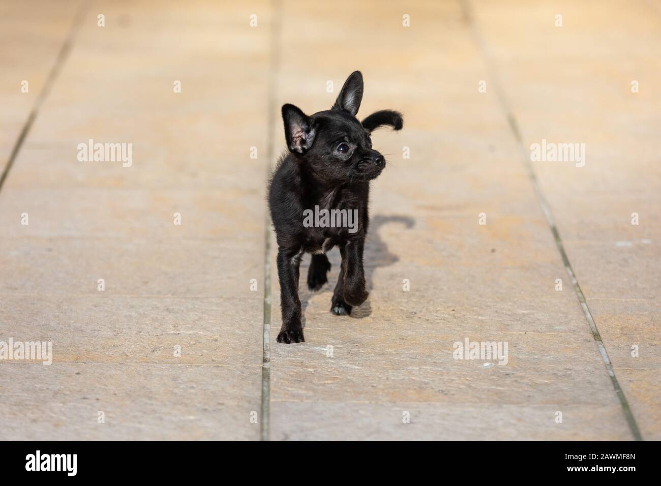 adorable tiny ChiPoo puppy outdoors , Chihuahua Poodle Mix Stock Photo ...