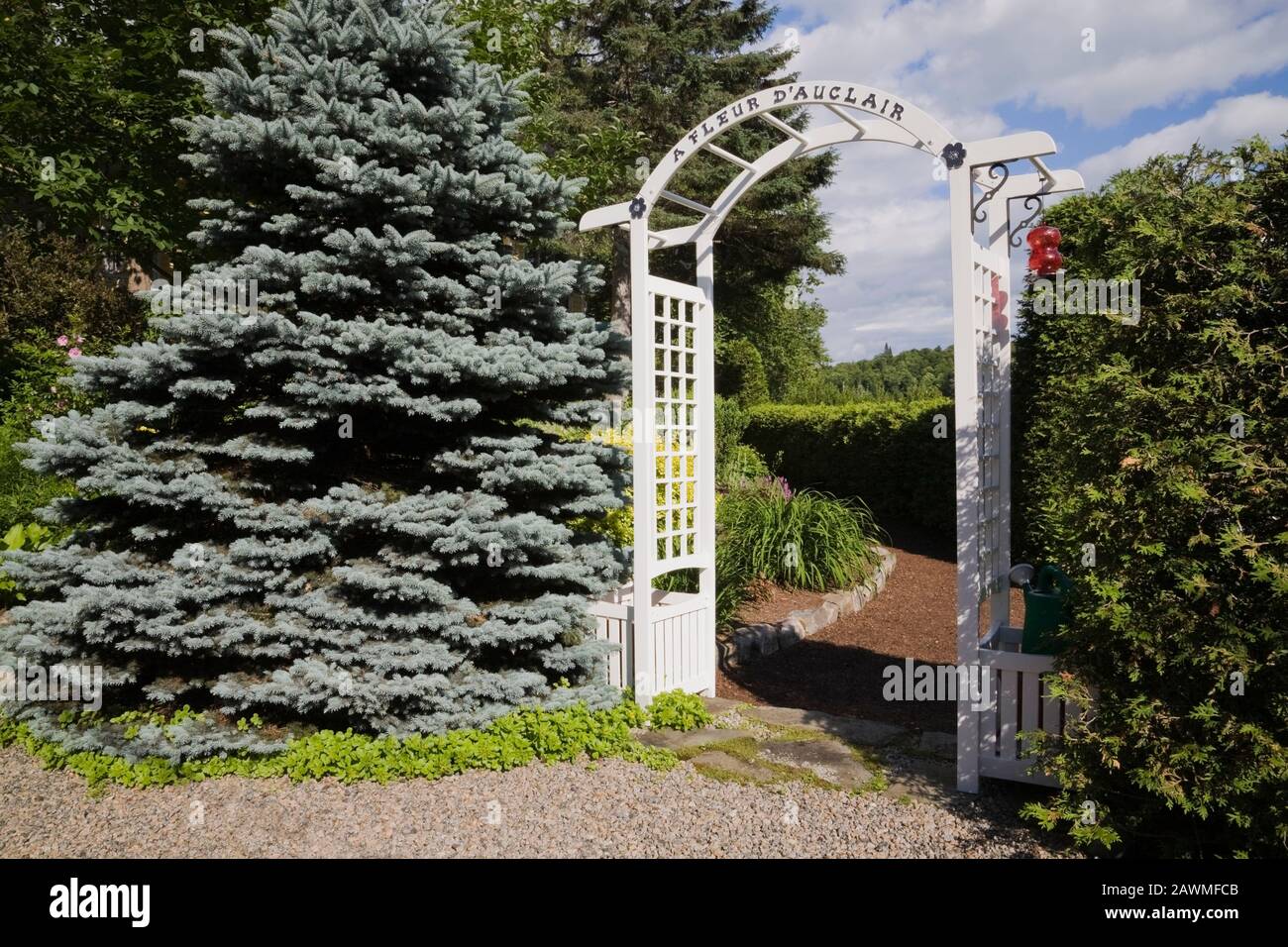 White wooden arbour borderd by Picea -'Colorado Blue' -Spruce and Thuja occidentalis - Cedar tree hedge in backyard garden in early summer. Stock Photo