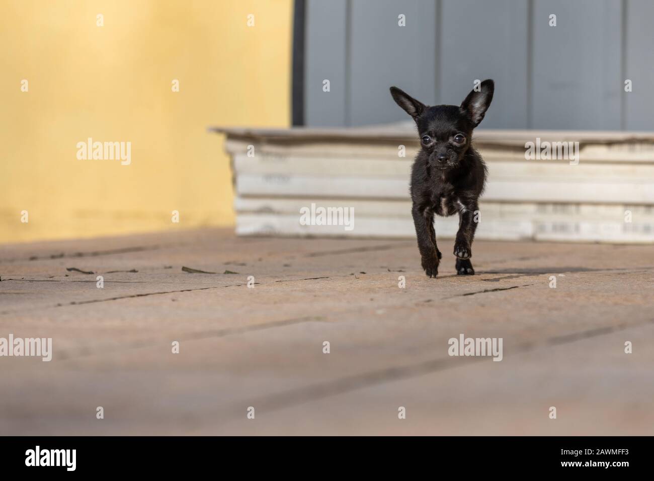 adorable tiny ChiPoo puppy outdoors , Chihuahua Poodle Mix Stock Photo ...