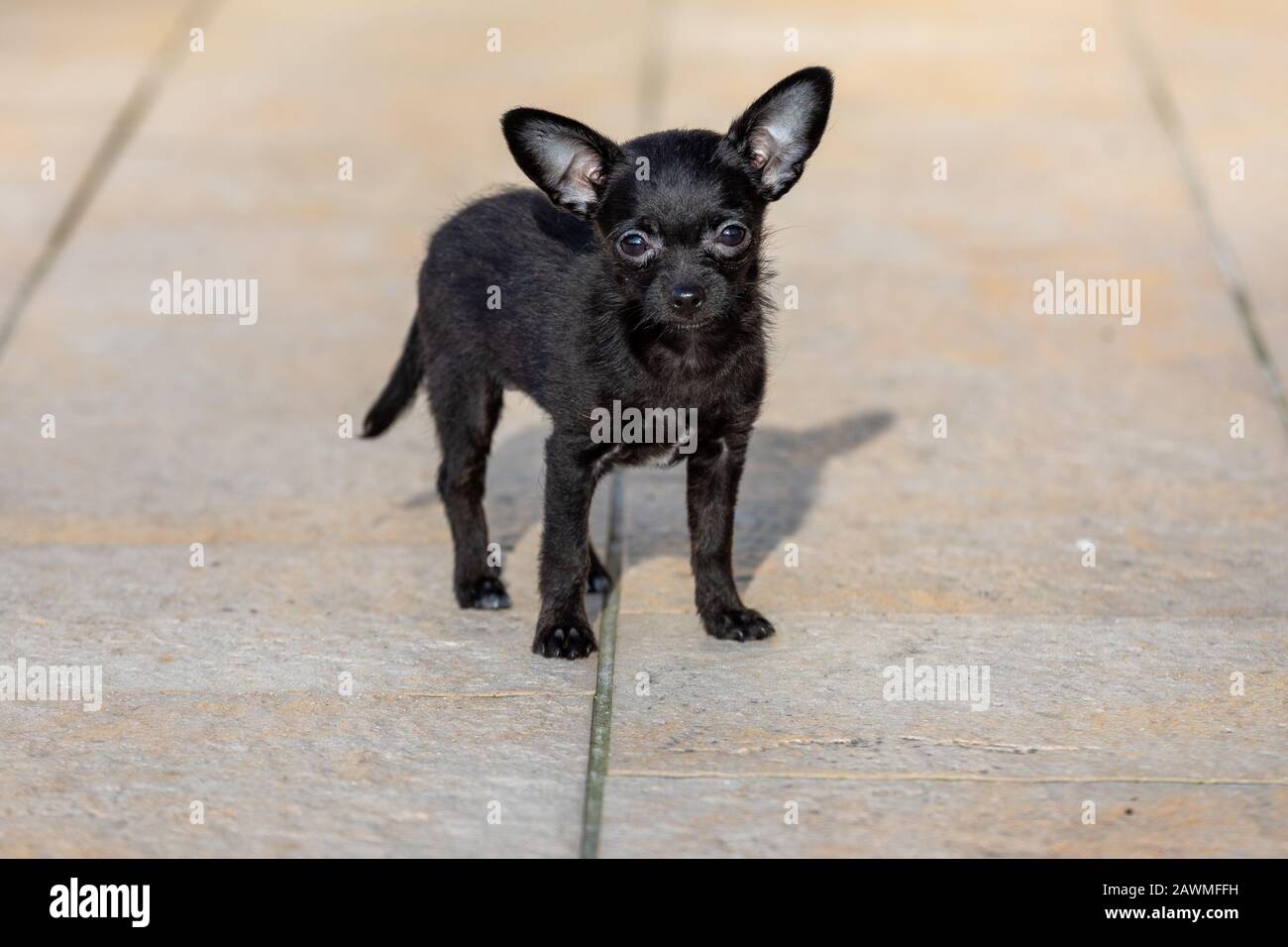 Adorable Tiny Chipoo Puppy Outdoors Chihuahua Poodle Mix Stock Photo Alamy Adorable Tiny Chipoo Puppy Outdoors Chihuahua Poodle Mix Stock Photo Alamy