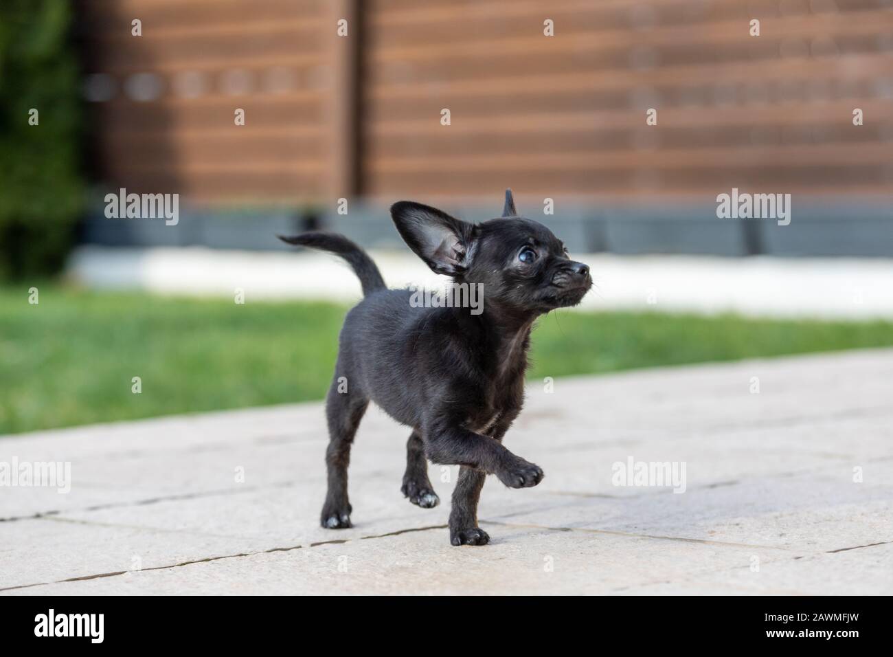 adorable tiny ChiPoo puppy outdoors , Chihuahua Poodle Mix Stock Photo -  Alamy