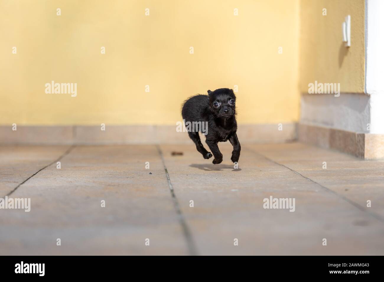 adorable tiny ChiPoo puppy outdoors , Chihuahua Poodle Mix Stock Photo ...