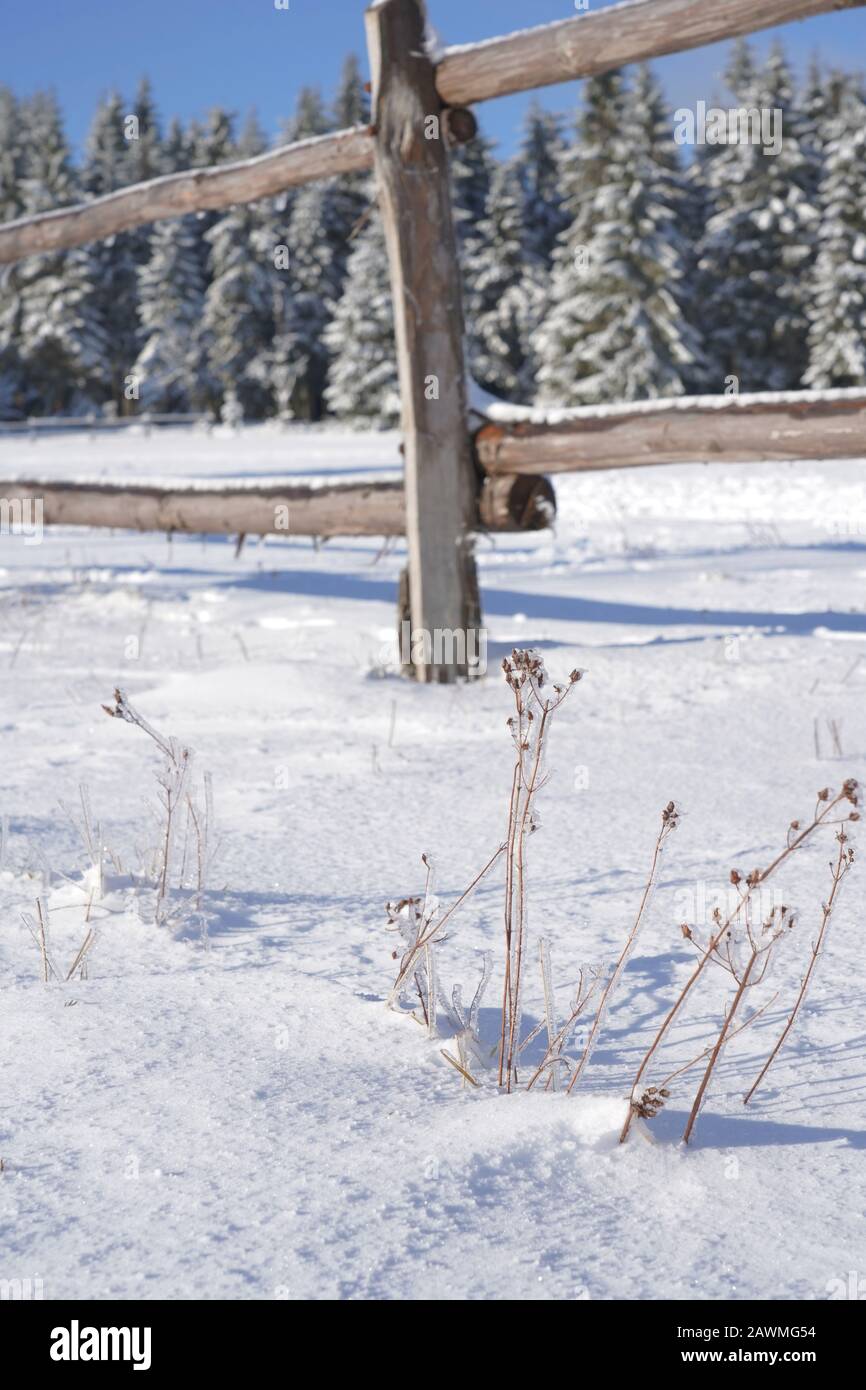 Frost covered plants Stock Photo Alamy