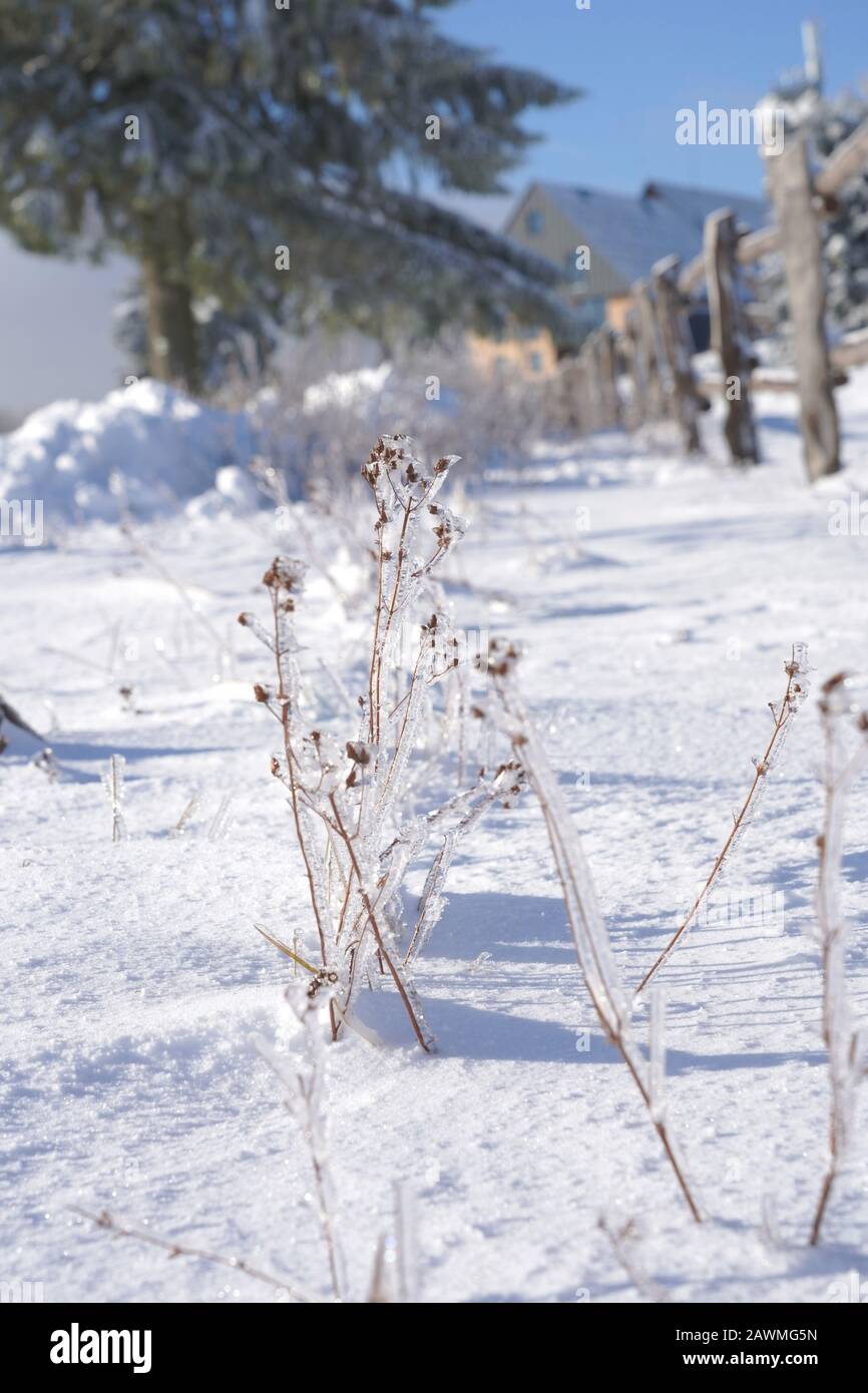 Frost covered plants Stock Photo Alamy