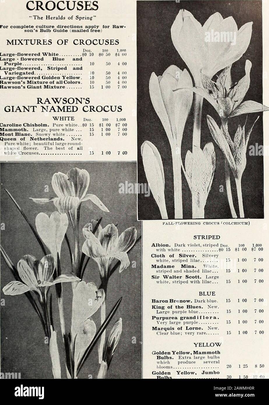 Rawson's bulb hand book / W.WRawson & Co. . base and olive-green externalcolnrini.. Each.l5 cts.: doz.. $1.80: 100. $12. Montana. Interesting dwarf species; flowers scarlet,with black jind yellow blotch. Each, 15 cts.: doz.,$1.80: 100, $12. We furnish 6 bulbs at the dozen rate; 25 at the 100 rate; 250 at the 1,000 rate RAWSONS BULBS FOR FALL 1909 17 CROCUSES The Heralds of Spring For complete culture directions apply lor Raw-sons Bulb Guide (mailed free) MIXTURES OF CROCUSES Doz. Kill 1,000 Large-flowered White $0 10 $0 oO $4 (Hi Large - flowered Blue and Purple 10 50 4 00 Large-flowered, Stri Stock Photo
