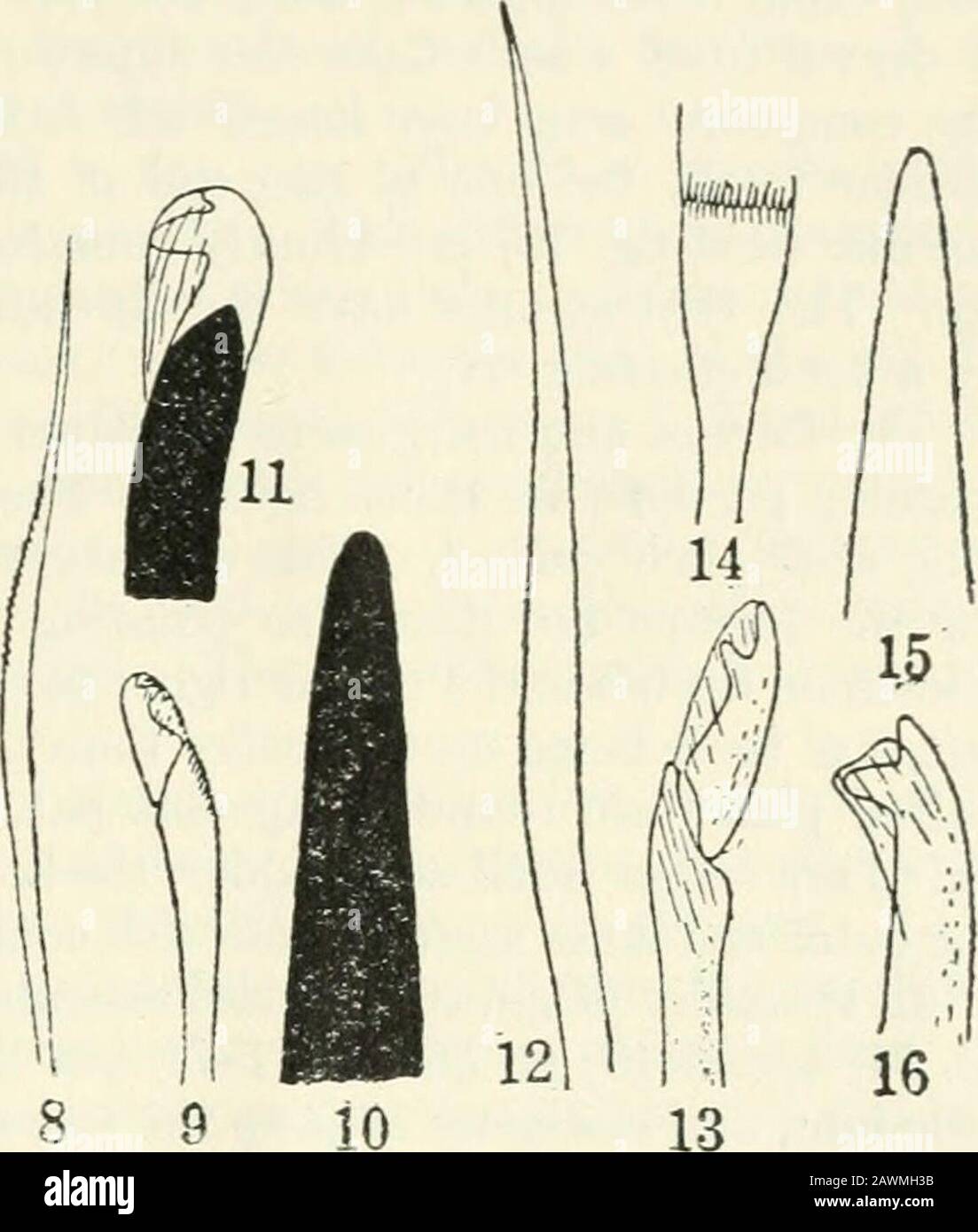 Papers . very prominent setal portion, with adense tuft of compound setse ventrally and a smaller tuft of simple setse dorsally.There is a needle acicula in the dorsal cirrus. The dorsal cirrus is slender, butthe ventral one is short and thick and merges gi-adually into the ventral pad-likeswelling characteristic of the anterior parapodia in this genus, but especially prom-inent here. A later parapodium from behind the middle of the body (plate 2,fig. 4) has a conical setal portion with a prominent ventral swelling, carrying the short,thick ventral cirrus on its outer end. The dorsal cirrus is Stock Photo