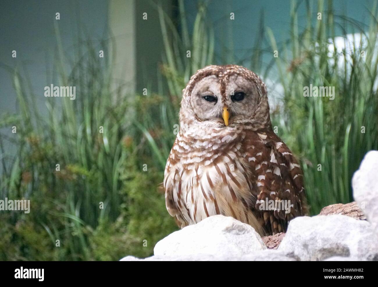 Barred Owl, also known as Hoot Owl Stock Photo Alamy