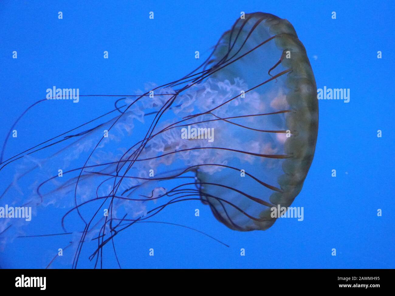 Close up of a Pacific Sea Nettle jellyfish Stock Photo