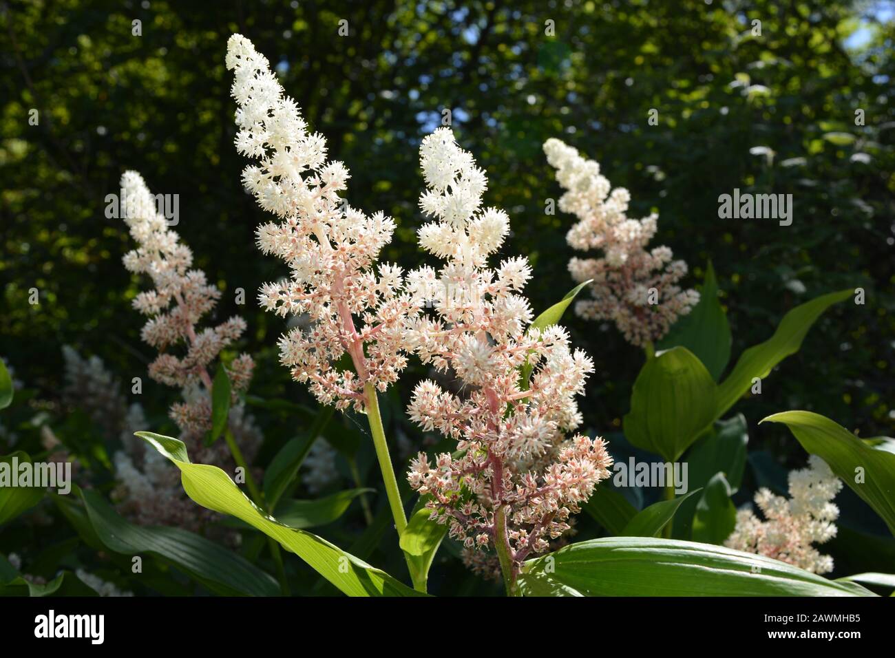 False Solomon's Seal, also known as Maianthemum racemosum, in flower Stock Photo
