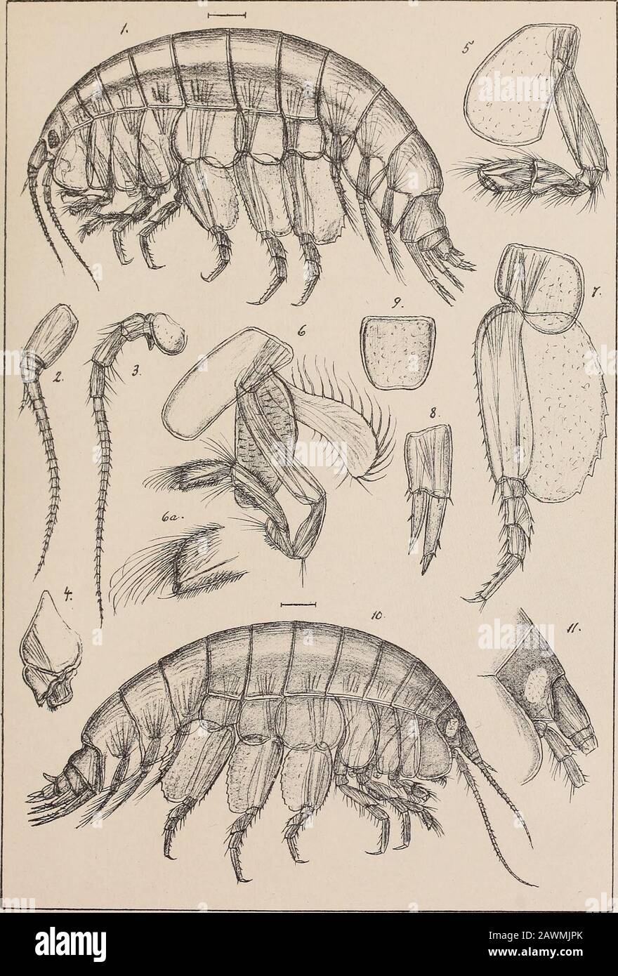 The Norwegian North polar expedition, 1893-1896; scientific results . G-O.Sars autogr. Irykt i den priv.Opma^ling Chr. PLATE VI. PLATE VI. Pseudalihrotus glacialis, G. 0. Sars. Fig. 1. Adult female of the normal form, viewed from left side. — 2. Superior antenna — 3. Inferior antenna. — i. Anterior lip with epistome, viewed from left side. — .5. Anterior gnathopod. — 6. Posterior gnathopod, with branchial lamella and incubatory plate. — 6a. Same, extremity of propodos, more highly magnified. — 7. Last pereiopod. — 8. Last uropod. — 9. Telson. — 10. Adult female of the variety leucopis, viewed Stock Photo