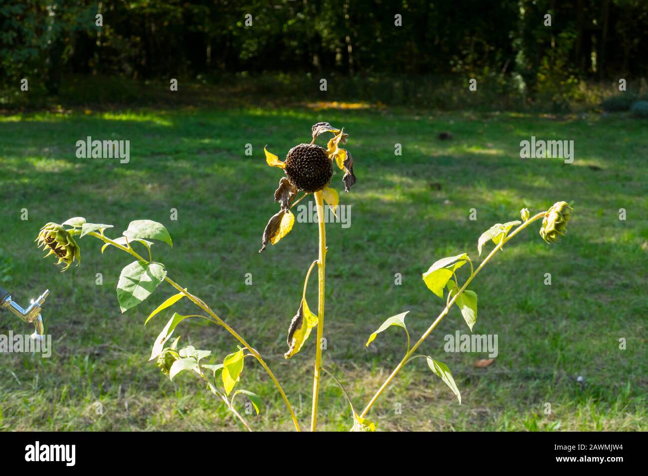 Vertrocknete Blüte einer Sonnenblume mit Sonnenblumenkernen auf einem Feld im Herbst Stock Photo