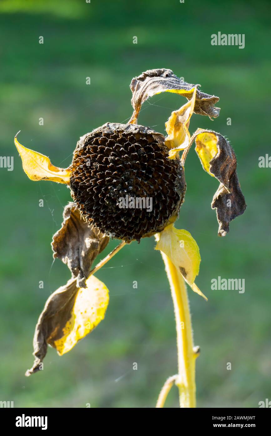 Vertrocknete Blüte einer Sonnenblume mit Sonnenblumenkernen auf einem Feld im Herbst Stock Photo