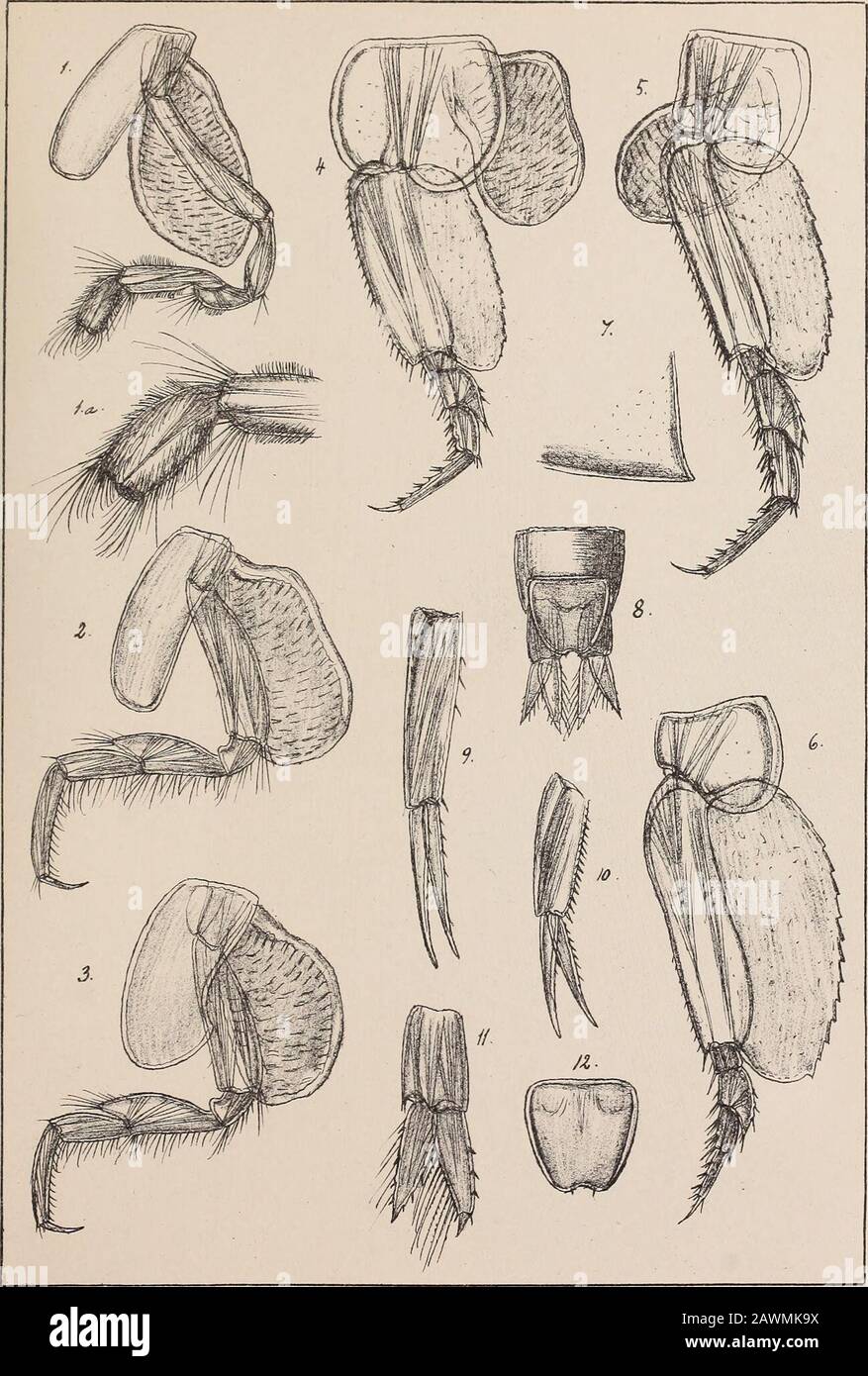 The Norwegian North polar expedition, 1893-1896; scientific results . G.O.Sars aiitogr. trykt i der, priv.Cpma2.ling Chra PLATE V. PLATE V. Pseudalibrotus Nanseni, G. 0. Sars,(continued). Fig. 1. Posterior gnathopod with branchial lamella. — la. Extremity of same, more highly magnified. — 2. First pereiopod. — 3. Second pereiopod. — 4. Third pereiopod. — 5. Fourth pereiopod. — 6. Last pereiopod. — 7. Postero-lateral corner of last epimeral plate of metasome. — 8. Terminal segment of urosome, with last pair of uropoda and telson; dorsal view. — 9. First uropod. — 10. Second uropod. — 11. Last u Stock Photo