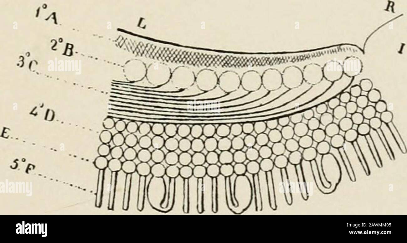 Transactions . B i®. FIG. VII. PHOTOGRAPHIC REPRODUCTION OF PACINIS FIGURESOF THE HUMAN RETINA. and Rods of the Himian Retina. 351 Fig. VII is a photographic reproduction of Pacinis drawingof the human retina, from sections and teasings of the fresh un-hardened retina examined in vitreous humor. The upper figurerepresents knobbed rods, a cone whose outer member becomescylindrical and continuous with a rod, also twin cones. Thelower figure is his diagrammatic view of the human retina. Helmholtz, Czermak, Nuel, Wolffberg, Olshausen, Exner,and Dimmer all agree in describing a shadow or a mosaic w Stock Photo
