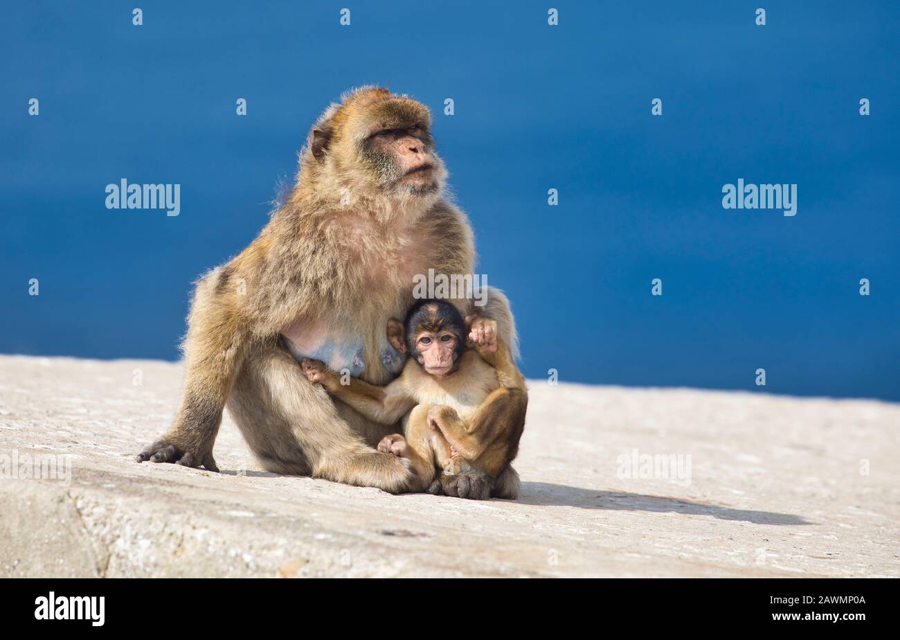 Barbary ape (monkey), Macaca sylvanus, Gibraltar Stock Photo