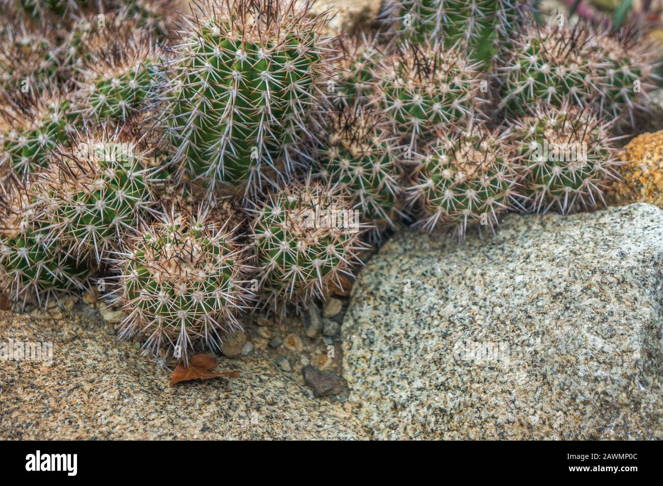 Group of dark green 'copiapoa echinata' cactus with gold needles and selective focus. Shot in natural light with marbled rocks as background Stock Photo
