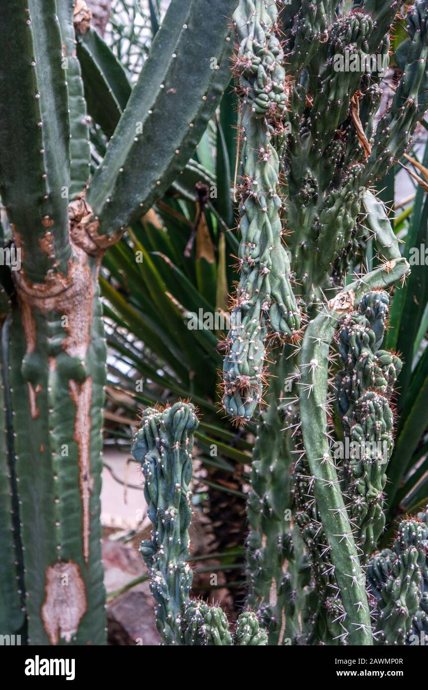 Variety of dark green cactus plants backdrop on tropical jungle background. Shot in natural sunlight at botanical gardens, Prague Stock Photo