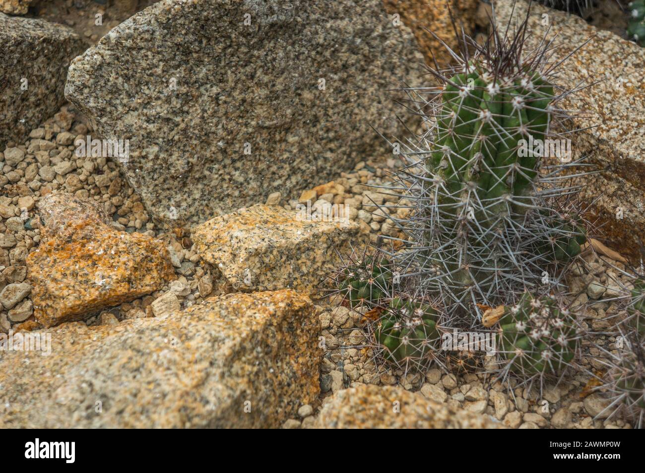Small group of  green 'copiapoa echinata' cactus plants with yellow needles. Yellow and orange rocks in daylight as background and in foreground Stock Photo