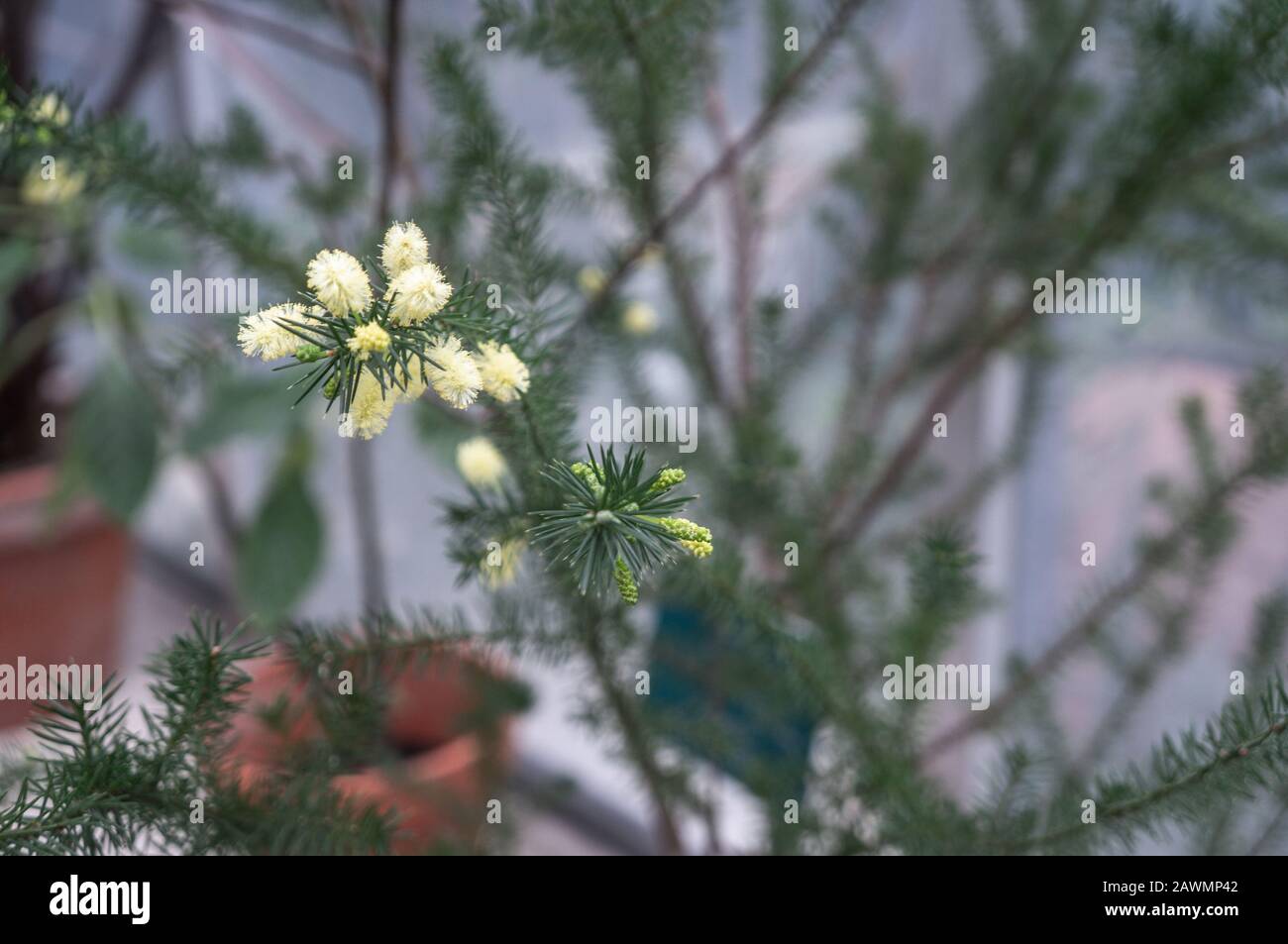 Macro photo of small Australian Bottle Brush flowers in yellow growing on thin fir branches. Shot in natural daylight at indoors greenhouse garden Stock Photo