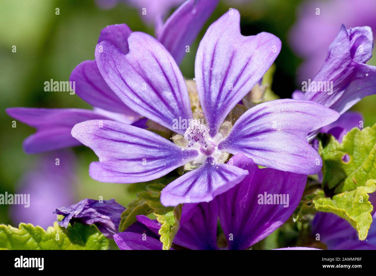 Common Mallow (malva sylvestris), close up of a single flower out of many. Stock Photo