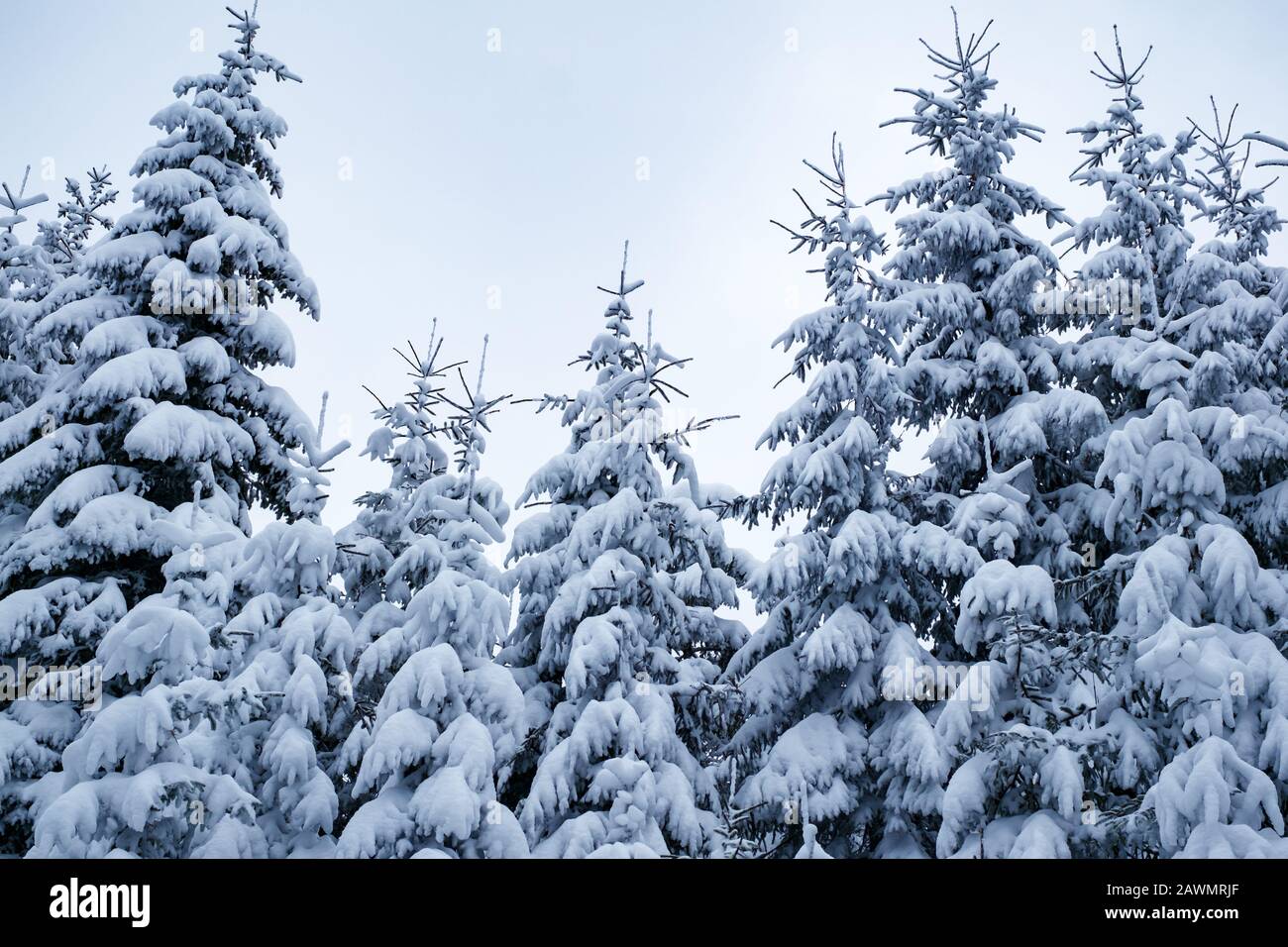 Fir Branch With Pine Cone And Snow Flakes Stock Photo - Alamy