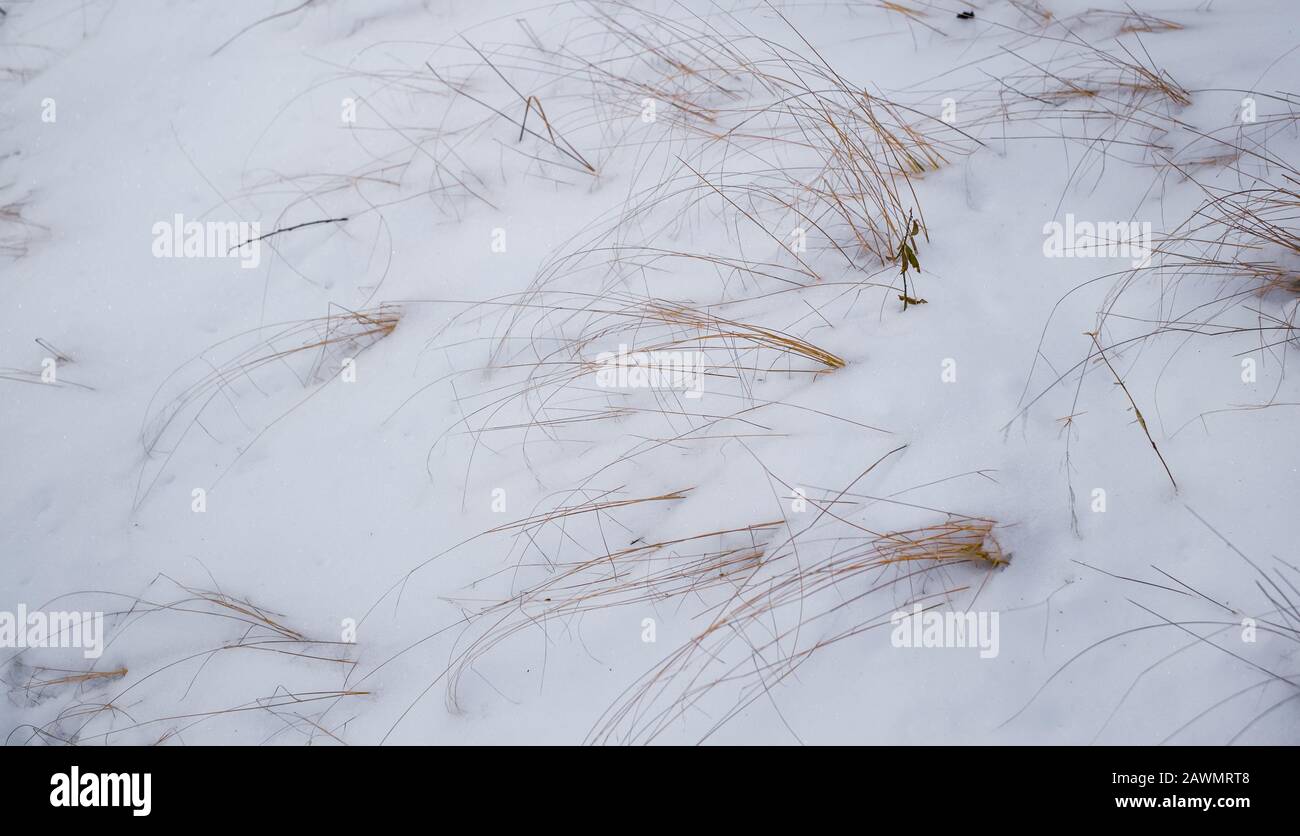 blades of dry grass in snow Stock Photo