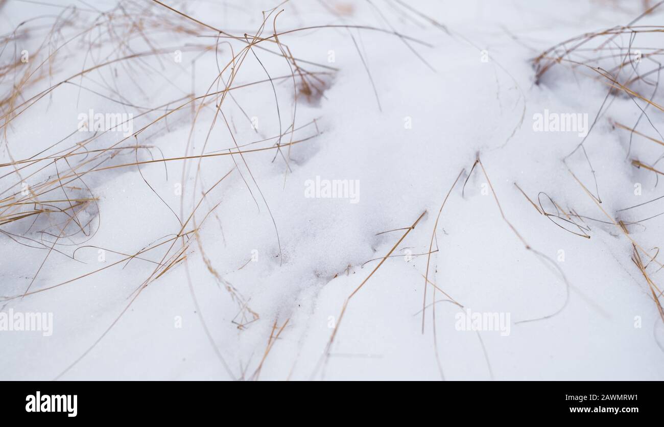 blades of dry grass in snow Stock Photo