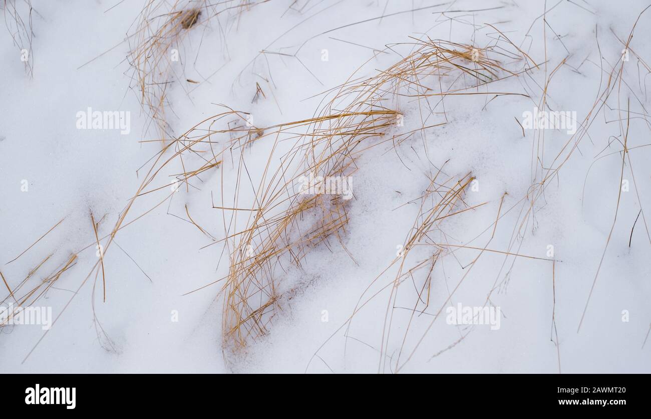 blades of dry grass in snow Stock Photo